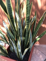 Sansevieria trifasciata