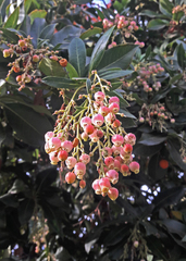 Arbutus unedo