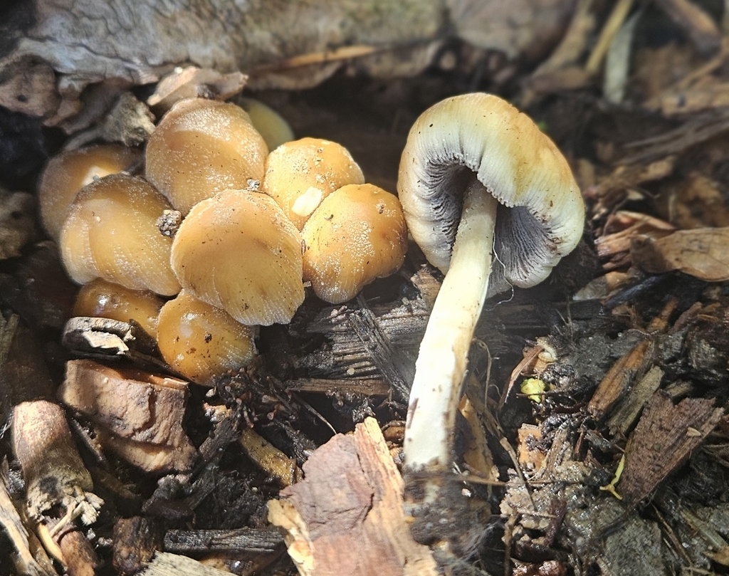 mica cap · May 2026 · photo: Photo: (c) Alexis Murray, some rights reserved (CC BY) · iNaturalist