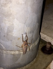 Nesoecia insignis