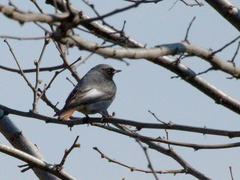 Phoenicurus ochruros gibraltariensis