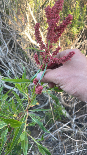 iNaturalist observation photo of willow dock