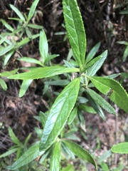 Critoniinae