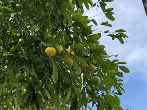 Diospyros decandra, 2026-05-24