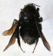 Bombus pullatus
