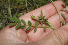 Onobrychis aequidentata