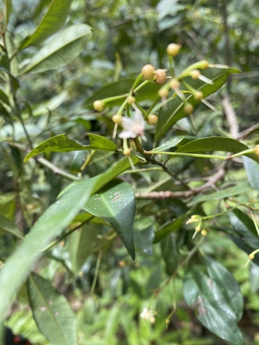 Ardisia quinquegona, photograph 4
