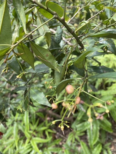 Ardisia quinquegona, photograph 5