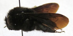 Bombus pullatus