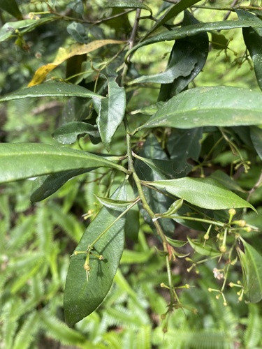 Ardisia quinquegona, photograph 6