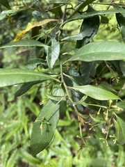 Ardisia quinquegona, photograph author not stated, no rights reserved