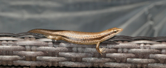 Trachylepis sechellensis