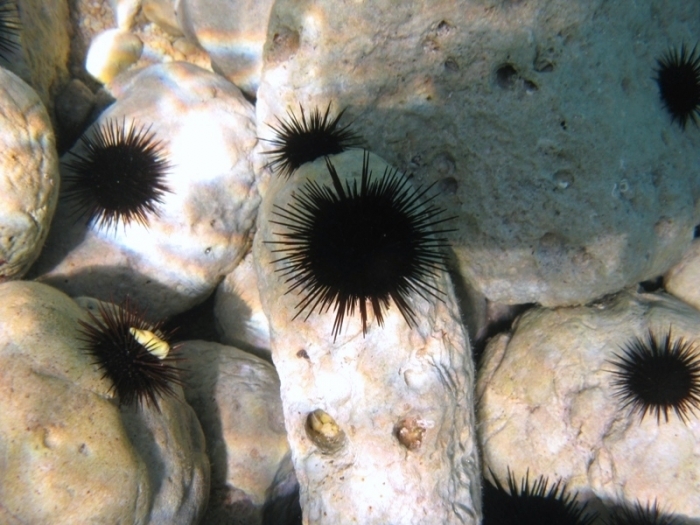 Arbacioida