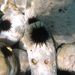 Arbacia - Photo (c) WoRMS for SMEBD, algunos derechos reservados (CC BY-NC-SA)