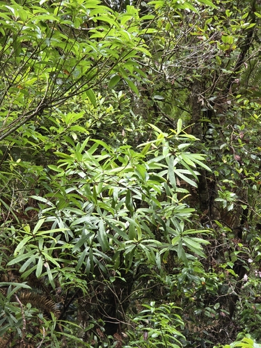 Tawari (Ixerba brexioides)