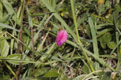 Onobrychis aequidentata