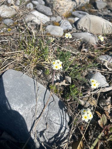 Lehmann's rockjasmine (Androsace lehmanniana)