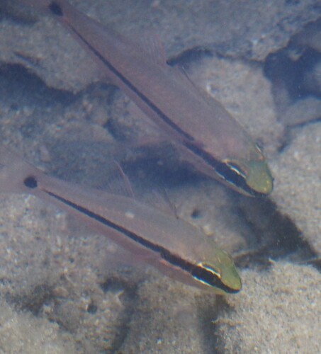 Pristiapogon fraenatus observed 2026-05-19