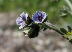 Cynoglossum creticum