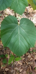 Vernicia fordii