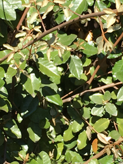 Elaeagnaceae