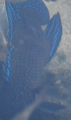 Plesiops observed 2026-05-19
