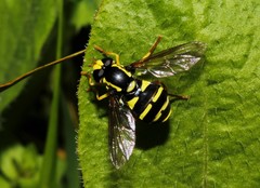 Xanthogramma aeginae