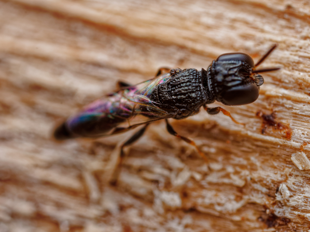 Polemistus luzonensis