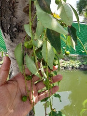 Prunus serotina