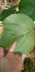Vernicia fordii