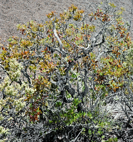 Santalum paniculatum var. pilgeri