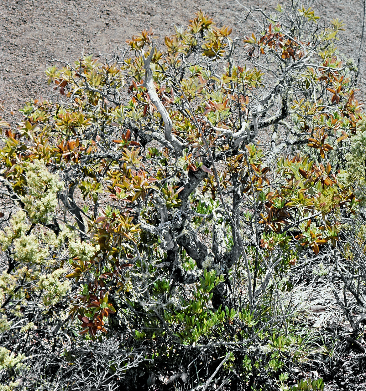 Santalum paniculatum var. pilgeri