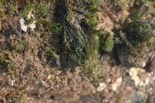 Spongomorpha observed 2026-05-23