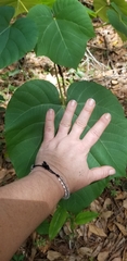Vernicia fordii