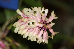 Dendrobium smillieae