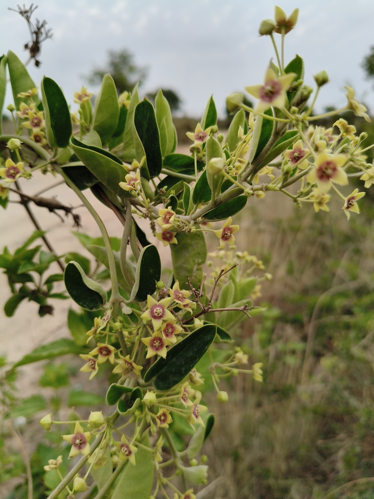 Vincetoxicum indicum; photograph Haneesh K M, CC0, iNaturalist via GBIF
