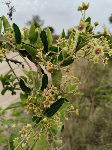 Vincetoxicum indicum