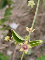 Haneesh K M, CC0, iNaturalist via GBIF Vincetoxicum indicum, photograph Haneesh K M, CC0, iNaturalist via GBIF