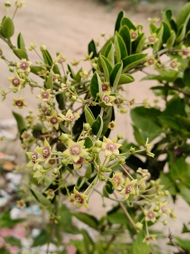Vincetoxicum indicum, photograph 2