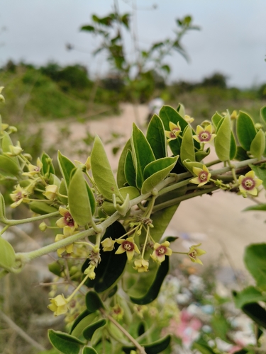 Vincetoxicum indicum, photograph 3