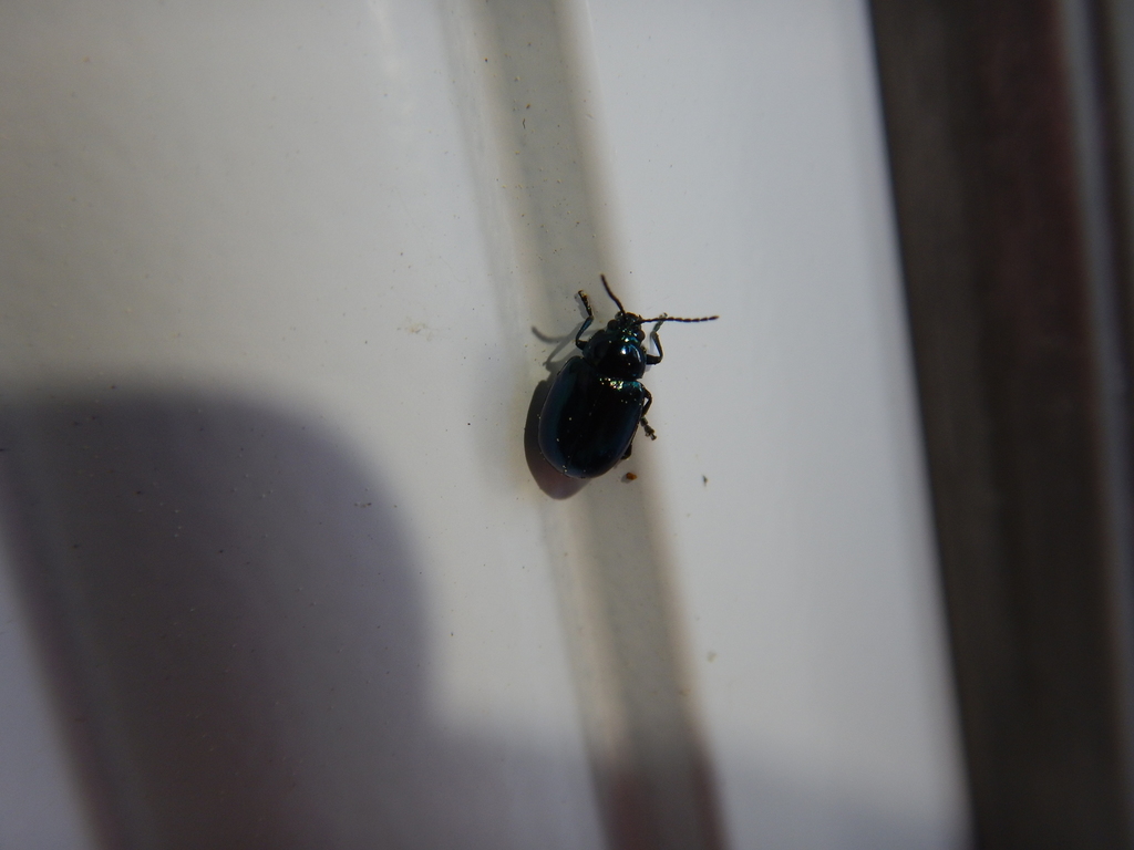 grape-flea-beetle-from-berkeley-county-sc-usa-on-march-25-2020-at-04