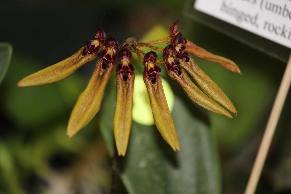 Bulbophyllum picturatum (Lodd.) Rchb.f. 2