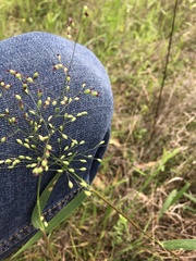 Dichanthelium scoparium