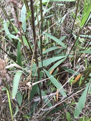 Dichanthelium scoparium