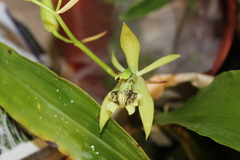 Coelogyne brachyptera