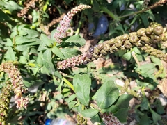 Phytolacca icosandra