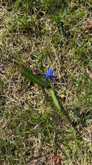 Scilla siberica