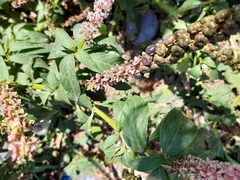 Phytolacca icosandra