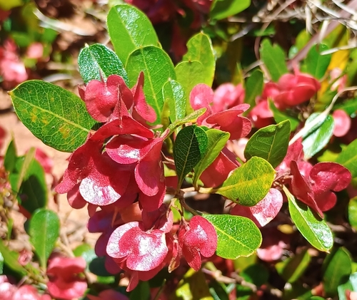 Dodonaea viscosa observed 2026-05-23