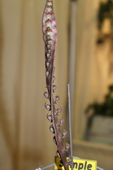 Bulbophyllum purpureorhachis